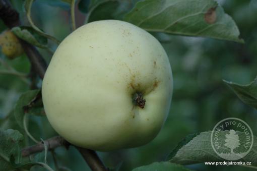 Průsvitné letní jabloň podnož A2